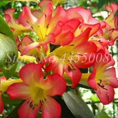 100 SEEDS Azalea Rhododendron s Biji  Like Geranium Lilies De Flores Raras   D&Atilde;&copy;cor
