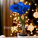 50 SEEDS Multi Color Amaryllis Flower  Hippeastrum Barbados Lily (Not Bulbs) Flower