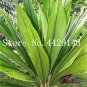 10 SEEDS Palm 1