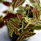 100 SEEDS Bat Grass  MixColors Christia Vespertilionis