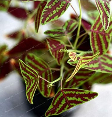 100 SEEDS Bat Grass  MixColors Christia Vespertilionis