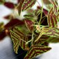 100 SEEDS Bat Grass  MixColors Christia Vespertilionis