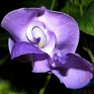 20 SEEDS Vigna Caracalla