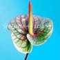 100 SEEDS Anthurium Andraeanu Balcony  Anthurium  Two Color Flower