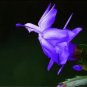 20 SEEDS Beautiful Zygocactus Truncatusschlumbergera s Easy to Grow