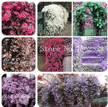 50 SEEDS  Climbing  Jasmine Flower Amazing Smell & Beautiful Fragrant Flowers