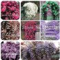 50 SEEDS  Climbing  Jasmine Flower Amazing Smell & Beautiful Fragrant Flowers