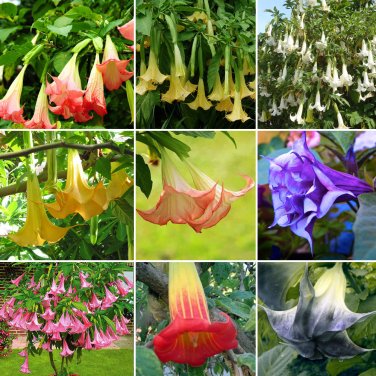 100 SEEDS Brugmansia Datura Mixed