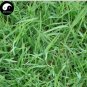 500 SEEDS Cynodon Dactylon Grass Semente