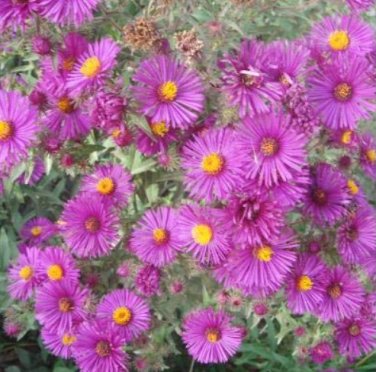 100 SEEDS Aster Novibelgii Flower