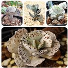100 SEEDS  Kalanchoe Marmorata  Perennial Succulent