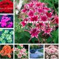 200 SEEDS Mixed Color Phlox Drummondii Cuspidata Flower