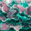 200 SEEDS Hosta Fragrant ain Lily  Perennial Flower T2