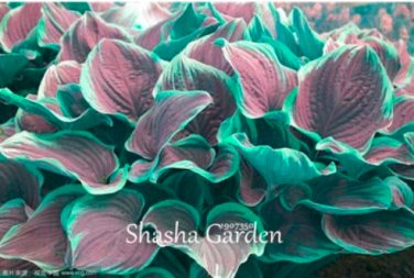 200 SEEDS Hosta Fragrant ain Lily  Perennial Flower T2