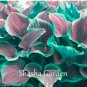 200 SEEDS Hosta Fragrant ain Lily  Perennial Flower T2
