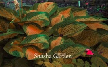 200 SEEDS Hosta Fragrant ain Lily  Perennial Flower T4