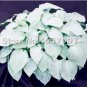 200 SEEDS Hosta Lily Flower White Lace