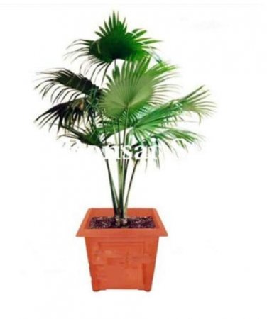 100 SEEDS Palm Bamboo Garden Lady Palm Tree