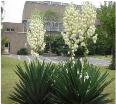 200 SEEDS Yucca Mixed Colors