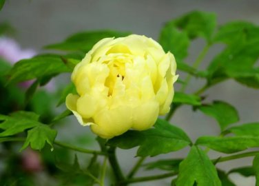 Qiu Huang Balltyped Yellow Peony Flowers Fresh Yellow Double Flowers 20 SEEDS