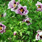 Black Pur Peony Flower Pale White to Light Purple to Black Double Petals 20 SEEDS