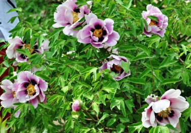 Black Pur Peony Flower Pale White to Light Purple to Black Double Petals 20 SEEDS