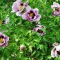 Black Pur Peony Flower Pale White to Light Purple to Black Double Petals 20 SEEDS