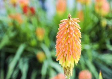 Kniphofia Elvira Red Hot Poker Torch Lily Elvira Flowers 100 SEEDS