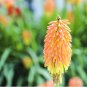 Kniphofia Elvira Red Hot Poker Torch Lily Elvira Flowers 100 SEEDS