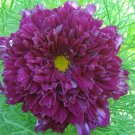 Purple (Mixed) Cosmos Bipinnatus Coreopsis Purple Double Flowers 20 SEEDS