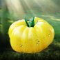 Dixie Golden Giant Tomato Yellow Big Tomato Fruits 200 SEEDS