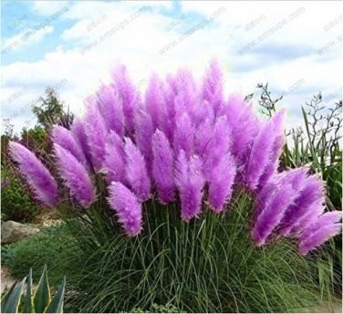 500 SEEDS Purple Pampas Grass T1