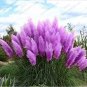 500 SEEDS Purple Pampas Grass T1