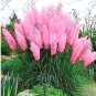 500 SEEDS Purple Pampas Grass T2