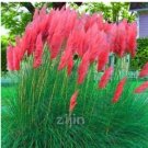 500 SEEDS Purple Pampas Grass T3