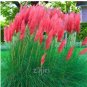 500 SEEDS Purple Pampas Grass T3