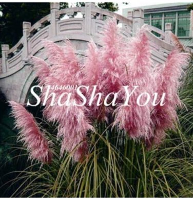 500 SEEDS Purple Pampas Grass T4