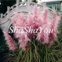 500 SEEDS Purple Pampas Grass T4