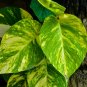 Epipremnum Aureum 100 SEEDS