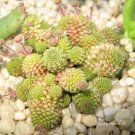 10 SEEDS Monanthes Polyphylla One Flowered