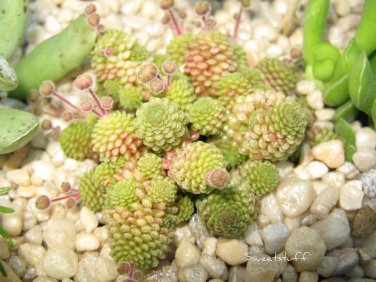 10 SEEDS Monanthes Polyphylla One Flowered
