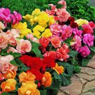 100 SEEDS Colorful Begonia , Mixed Color Rieger Begonias Flower