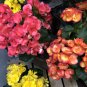 100 SEEDS Colorful Begonia , Mixed Color Rieger Begonias Flower
