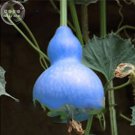 6 SEEDS Blue Orange Purple Bottle Gourd T2