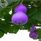 6 SEEDS Blue Orange Purple Bottle Gourd T4