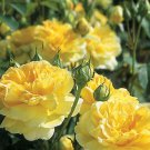 Heirloom Yellow Upright Fragrant Tea Rose Shrub Garden Flower SEEDS