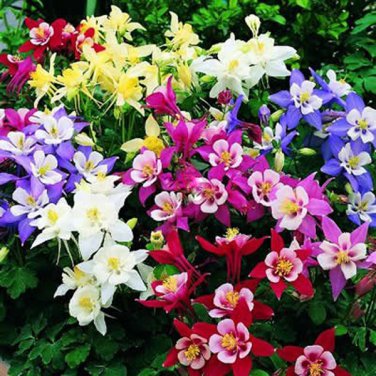 Rare Garden Columbine Aquilegia Mixed  Flowers 100 SEEDS