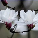 White Yulan Magnolia Tree 10 SEEDS
