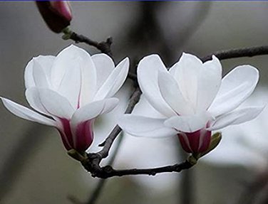 White Yulan Magnolia Tree 10 SEEDS