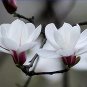 White Yulan Magnolia Tree 10 SEEDS